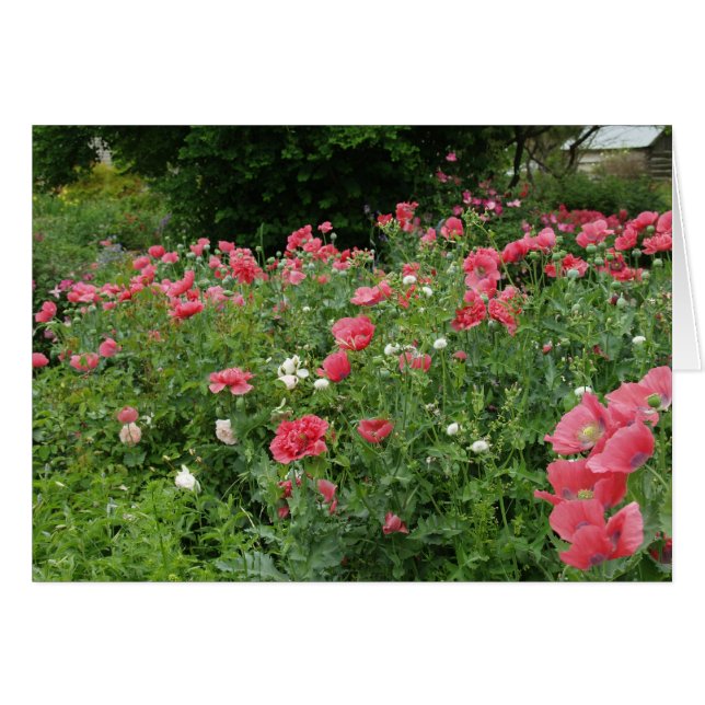 Papes du Texas (Devant Horizontal)