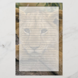Papeterie Afrique, Kenya. Portrait d'un lion.