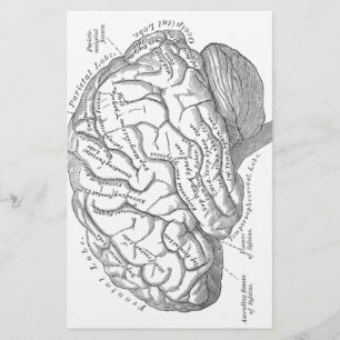 Papeterie Anatomie vintage de cerveau
