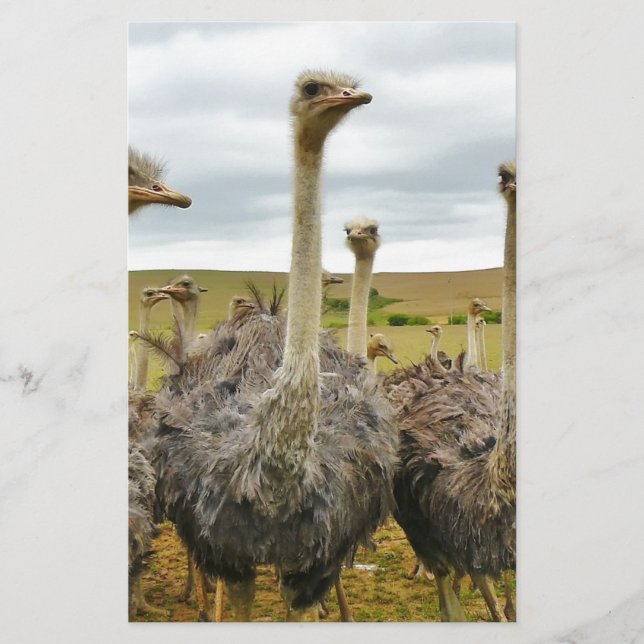 Papeterie autruche (Devant)