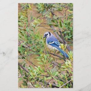 Papeterie Blue Jay sur Southern Wax Myrtle
