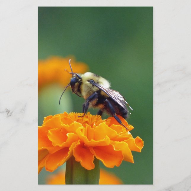 Papeterie Busy Bee (Devant)