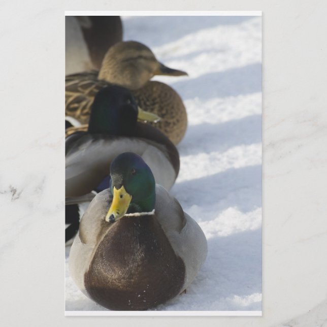 Papeterie Canards (Devant)