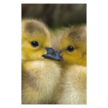 Canetons pelucheux jaunes mignons, canards de bébé