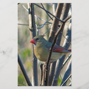 Papeterie Cardinal féminin