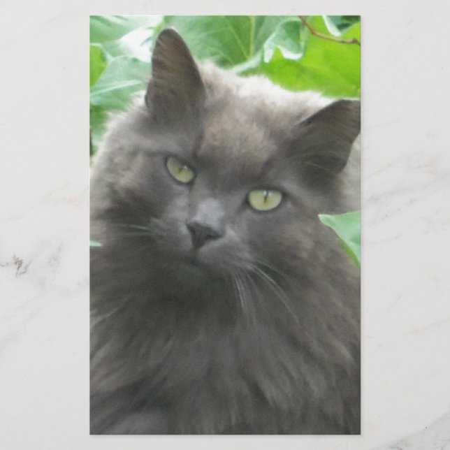 Papeterie Chat bleu russe gris-long (Devant)