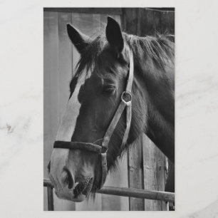 Papeterie Cheval blanc noir - Art de la photographie animale