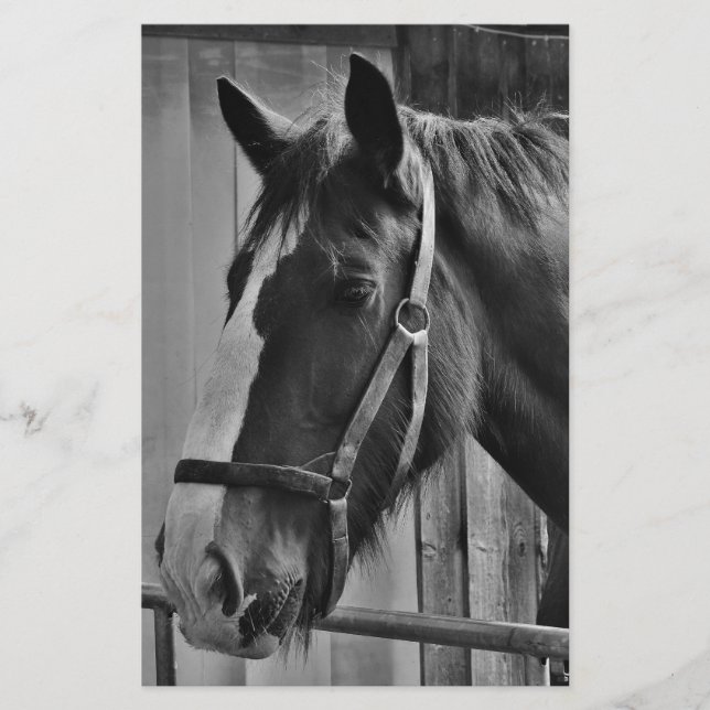 Papeterie Cheval blanc noir - Art de la photographie animale (Devant)