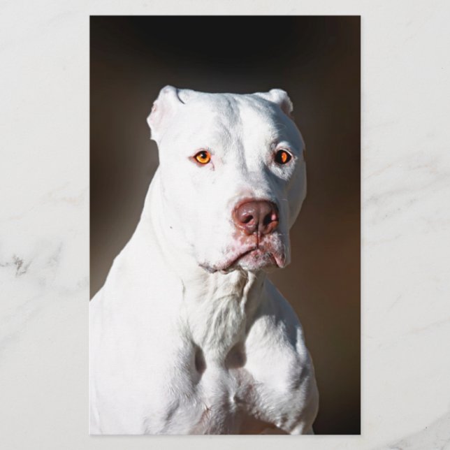 Papeterie Chien Secouru de Pitbull Terrier américain blanc (Devant)
