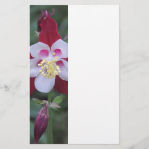 Papeterie Columbine