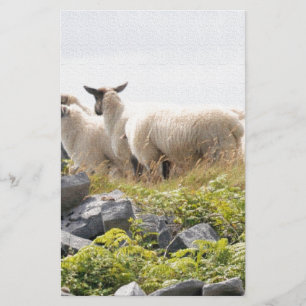Papeterie Conceptions originales - Moutons dans un champ