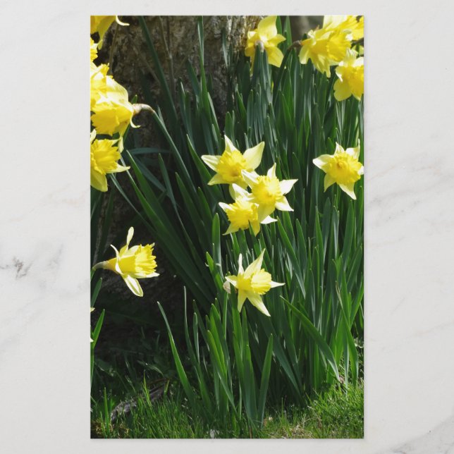Papeterie Daffodiques de printemps (Devant)