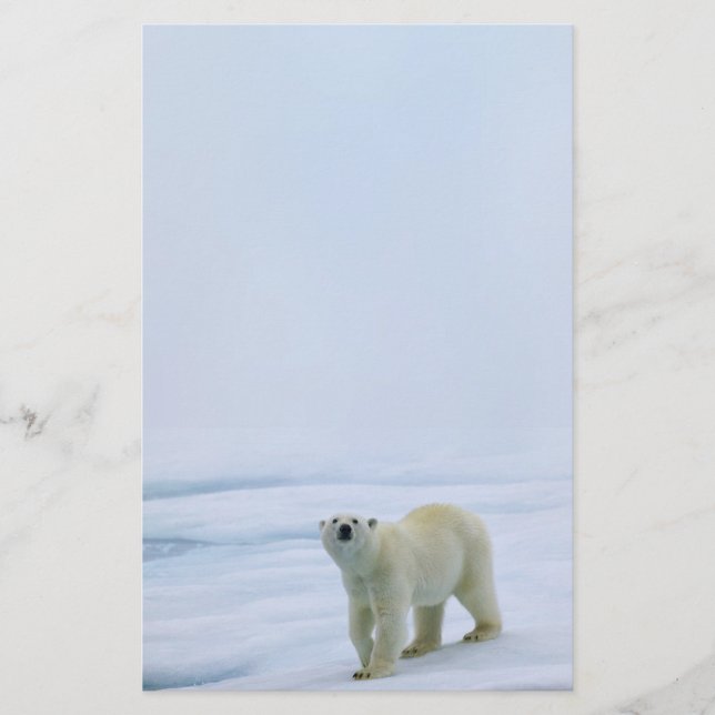 Papeterie d'ours blanc (Devant)