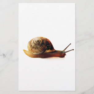 Papeterie escargot