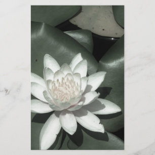 Papeterie fleur rose-clair blanche de nénuphar de lotus