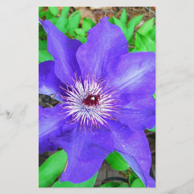 Papeterie Fleur violette Clematis (Devant)