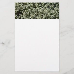 Papeterie Fleurs d'Alyssum doux Floral blanc