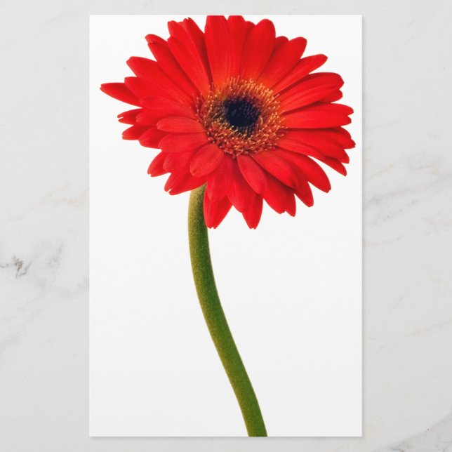 Papeterie Fleurs de marguerite rouge de Gerber (Devant)