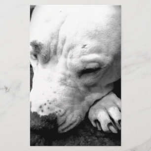 Papeterie harry potier cicatrice chien blanc pit bull