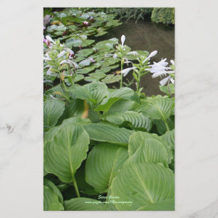 Papeterie Hosta dans un jardin 2 de zen