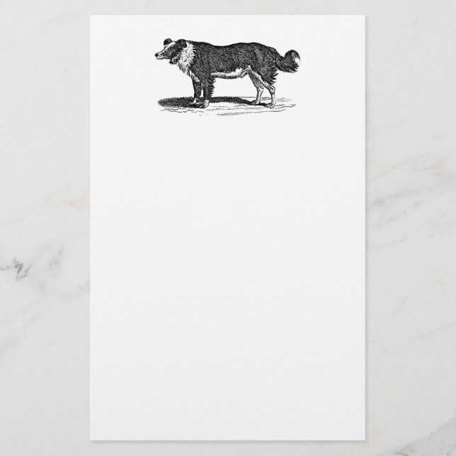 Papeterie Illustration vintage de chien de border collie de (Devant)