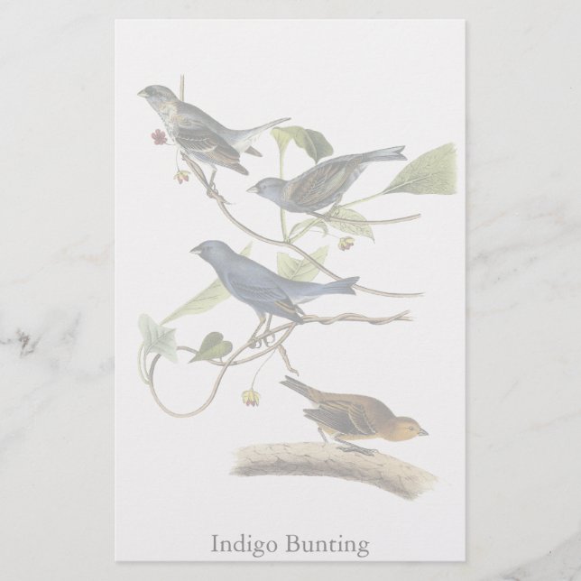 Papeterie Impression de Bunting Indigo Audubon (Devant)