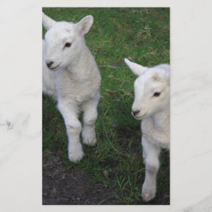 Papeterie Le bébé mignon de ranch de ferme jumelle l'agneau