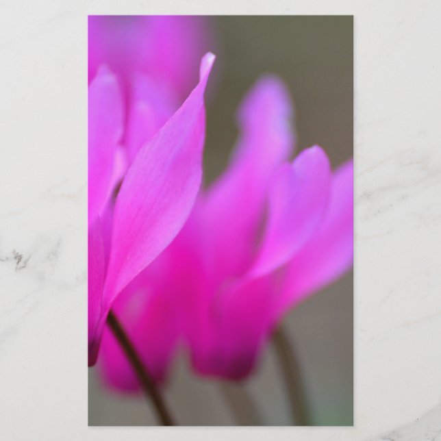 Papeterie Macro Cyclamen sauvage (Devant)