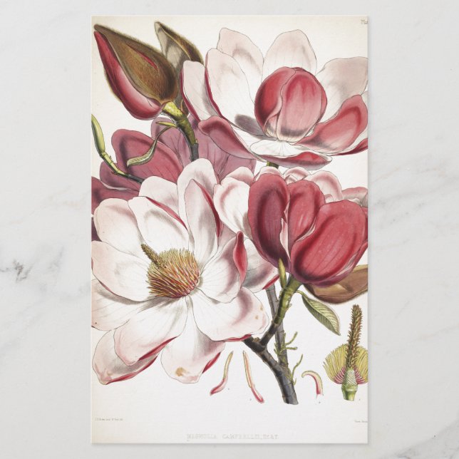 Papeterie Magnolia magnifique (Devant)
