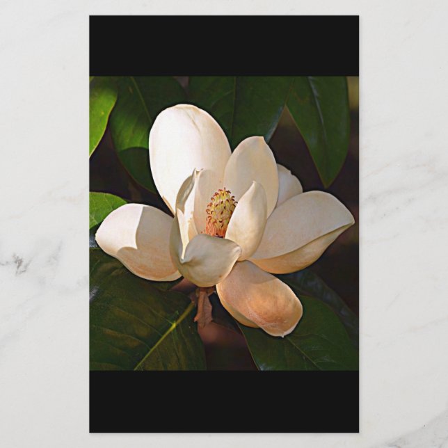Papeterie Magnolia méridionale de Louisiane (Devant)
