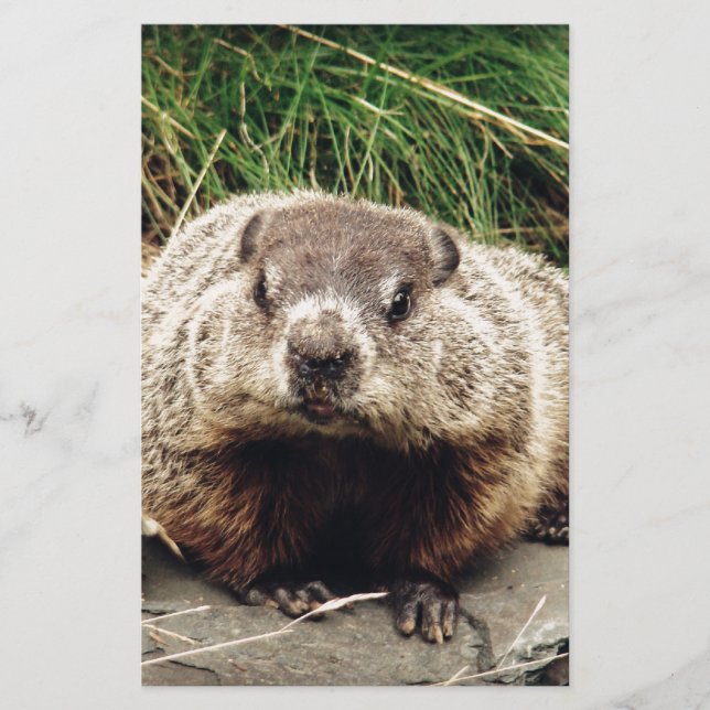 Papeterie Marmotte (Devant)