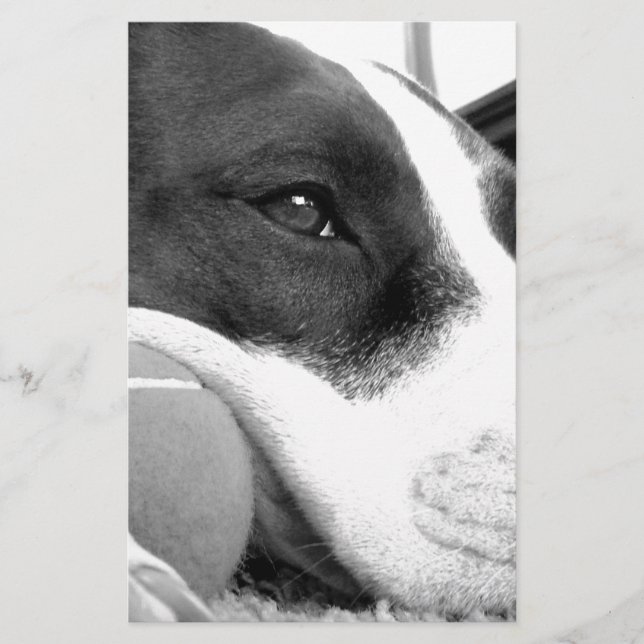 Papeterie mignon chien pitbulle à l'air triste noir blanc av (Devant)