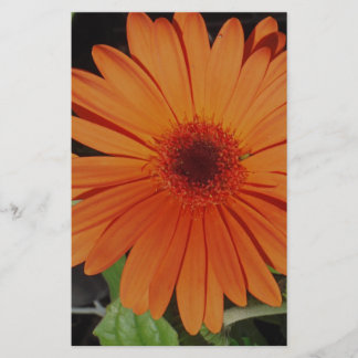 Papeterie Orange Gerber gerbera Daisy daisie