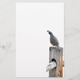 Papeterie Papier photo Valley Quail