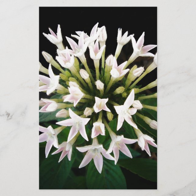 Papeterie Pentas blancs (Devant)