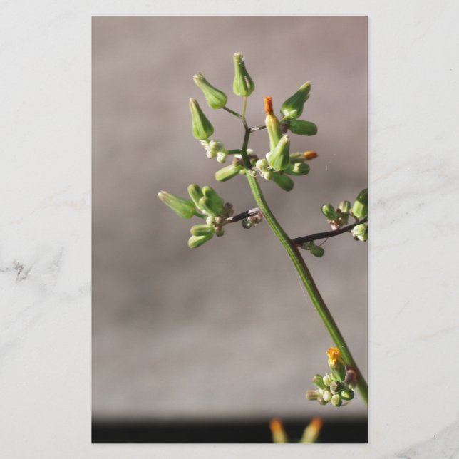 Papeterie Petits boutons de fleurs (Devant)