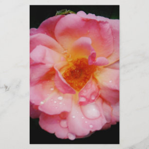 Papeterie Pink Rose w/ Dew Drops Black Background