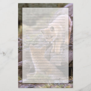 Papeterie Renard gris sud-américain (Lycalopex griseus) coup