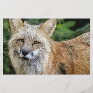 Papeterie Renard sauvage