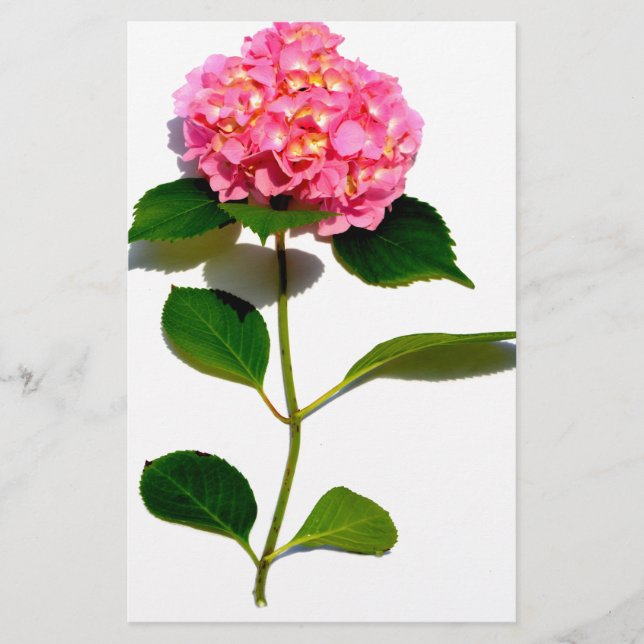 Papeterie Rose Hydrangea rose fleur rose rose floral (Devant)