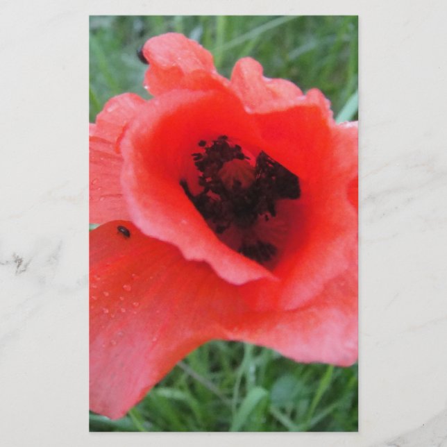 Papeterie Roter Mohnblumenkelch (Devant)