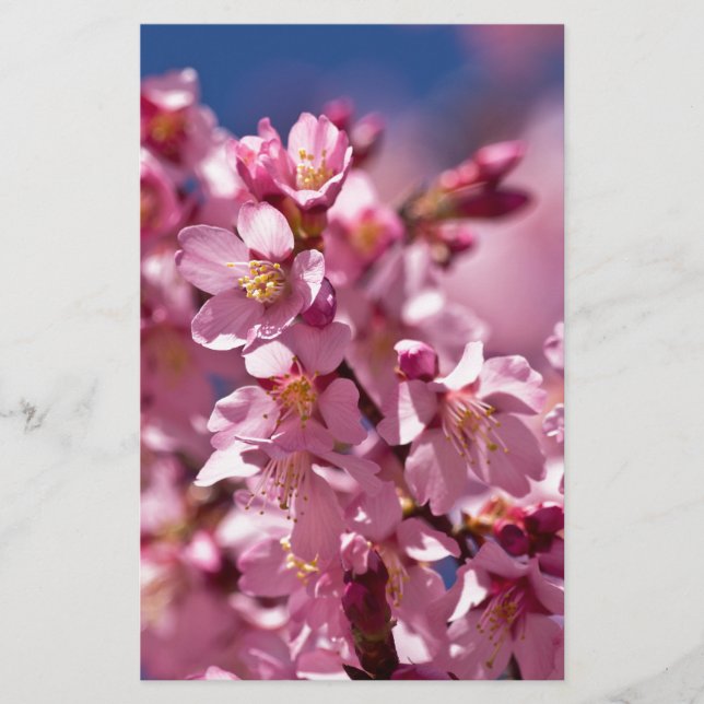 Papeterie Sakura Cherry Blossoms embrassés par Sunlight (Devant)