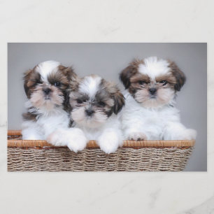 Papeterie Shih Tzu puppies