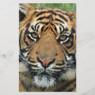 Papeterie Tigre
