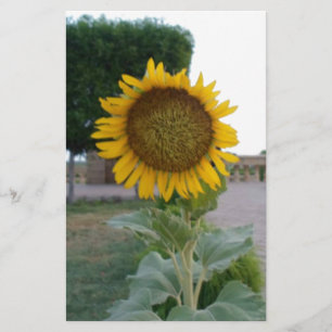 Papeterie Tournesol