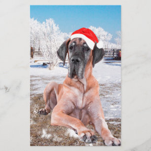 Papeterie Très Beau Chien Danse Assis Dans Le Casquette De N