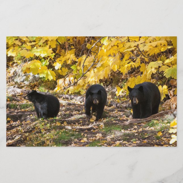Papeterie Trois ours (Devant)