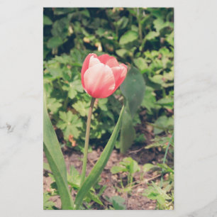 Papeterie Tulipe