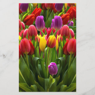 Papeterie Tulipes lumineuses