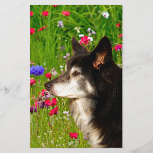 Papeterie Valentine Frontière Collie avec de belles fleurs